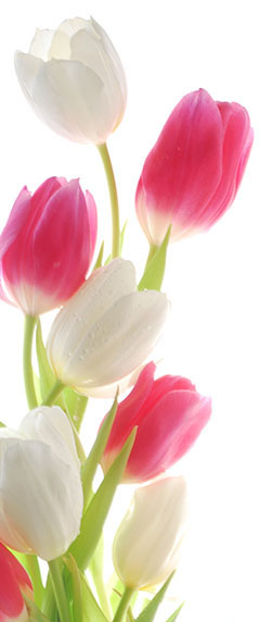 white and red tulips against white background